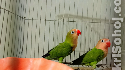 Love bird